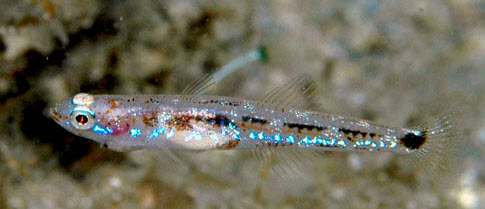 Pseudaphia ferreri_06